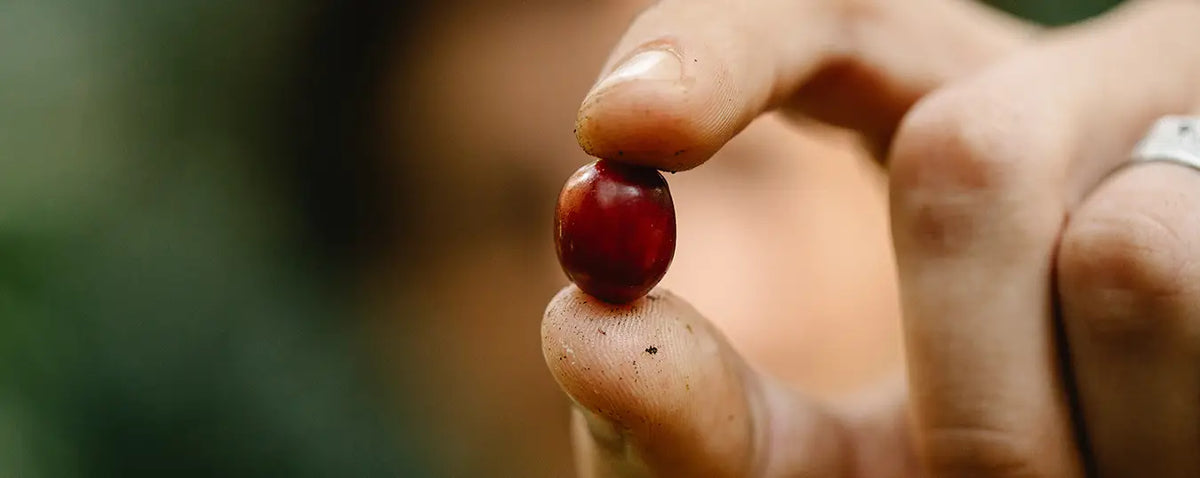 Eine Detailaufnahme einer Kaffeekirsche der Kaffeerösterei Martermühle zwischen Daumen und Zeigefinger eines Kaffeebauern